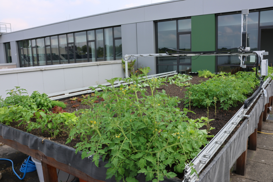 Gesamtansicht auf das Hochbeet im Dachgarten der Westfälischen Hochschule